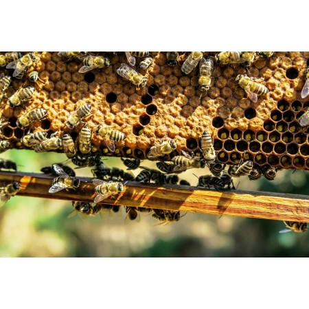 Vela de cera de abeja