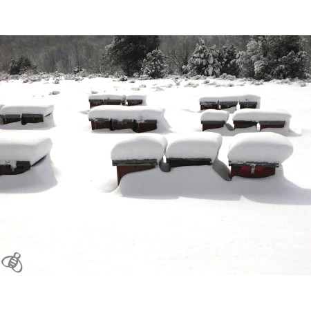 Miel de Monte – Miel artesanal pura de Segovia | El Hada Leanan