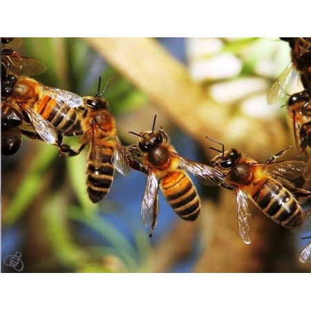 Miel de Monte – Miel artesanal pura de Segovia | El Hada Leanan