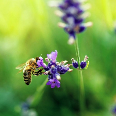 Miel de Monte – Miel artesanal pura de Segovia | El Hada Leanan