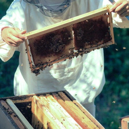 Miel de Monte – Miel artesanal pura de Segovia | El Hada Leanan