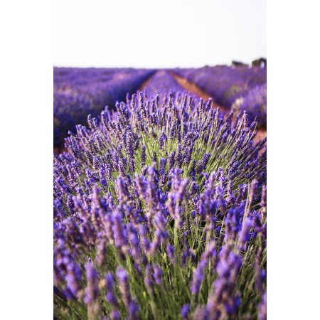Saquito de lavanda ecológica | Aromatizador natural para armarios