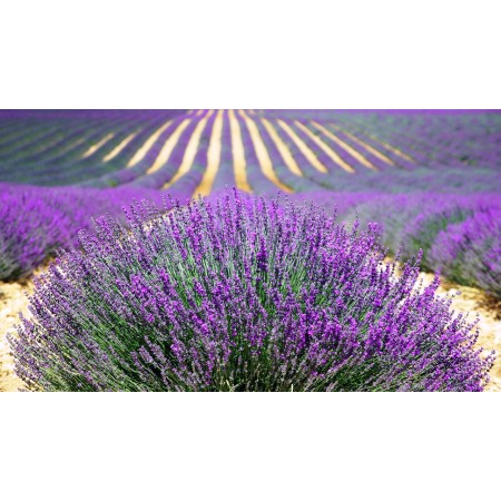 Saquito de lavanda ecológica | Aromatizador natural para armarios