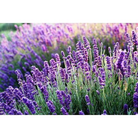 Saquito de lavanda ecológica | Aromatizador natural para armarios