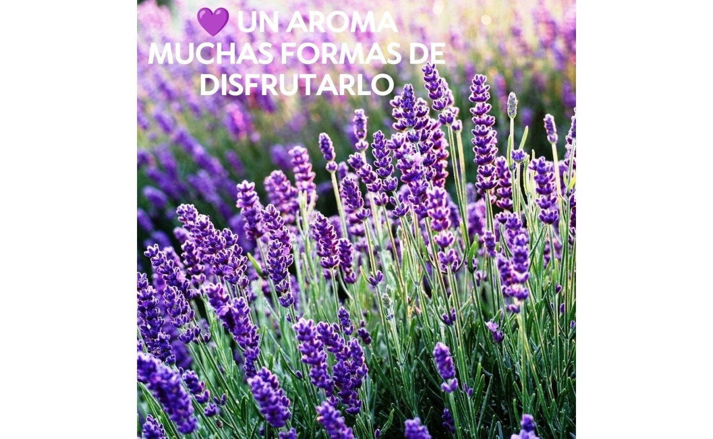 Lavanda: seis formas de disfrutar de uno de nuestros aromas favoritos